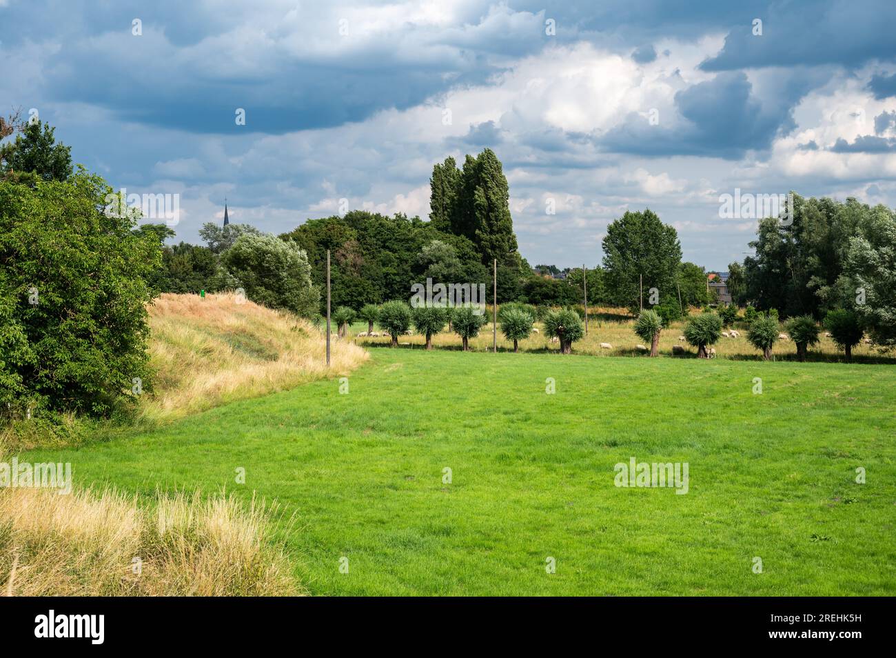 Green meadows, golden grass and trees against rainy clouds at the Flemish countryside around Schelle, Antwerp, Belgium Stock Photo