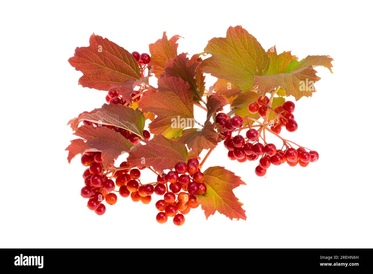 red viburnum isolated on white background Stock Photo Alamy