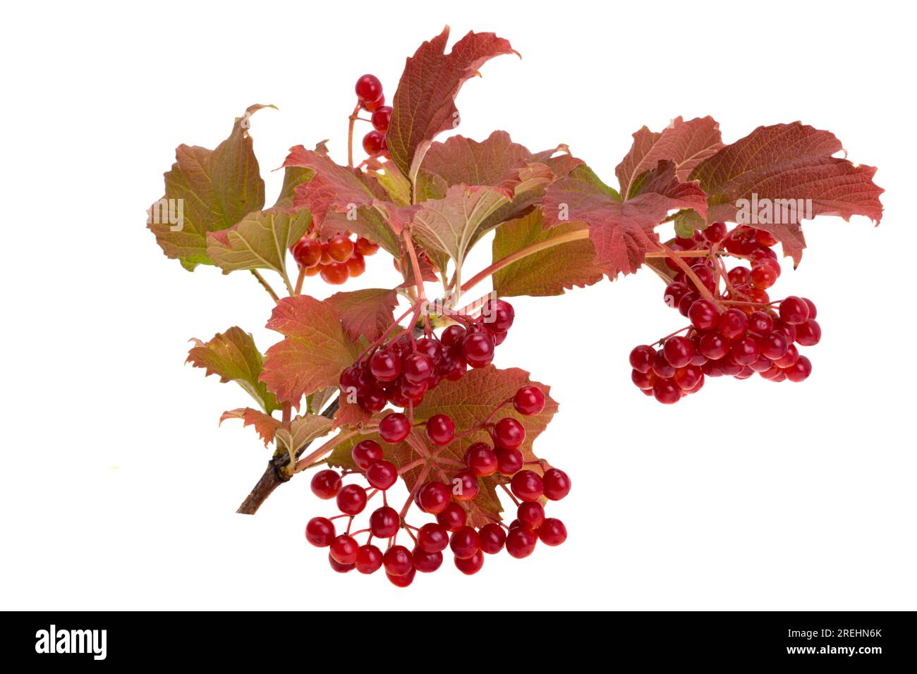 red viburnum isolated on white background Stock Photo Alamy