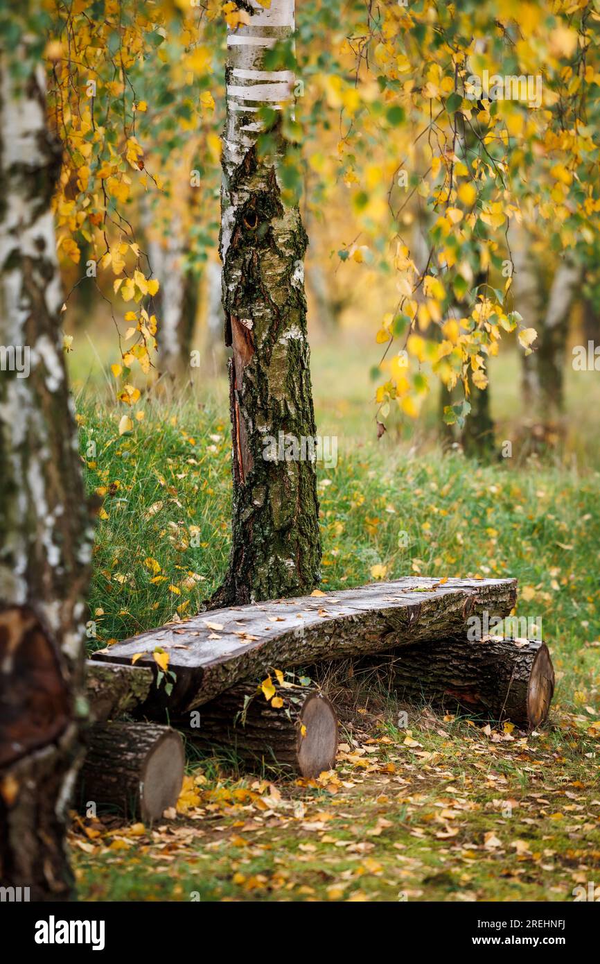 Wooden log bench in autumn forest with birch trees. Tranquil scene in
