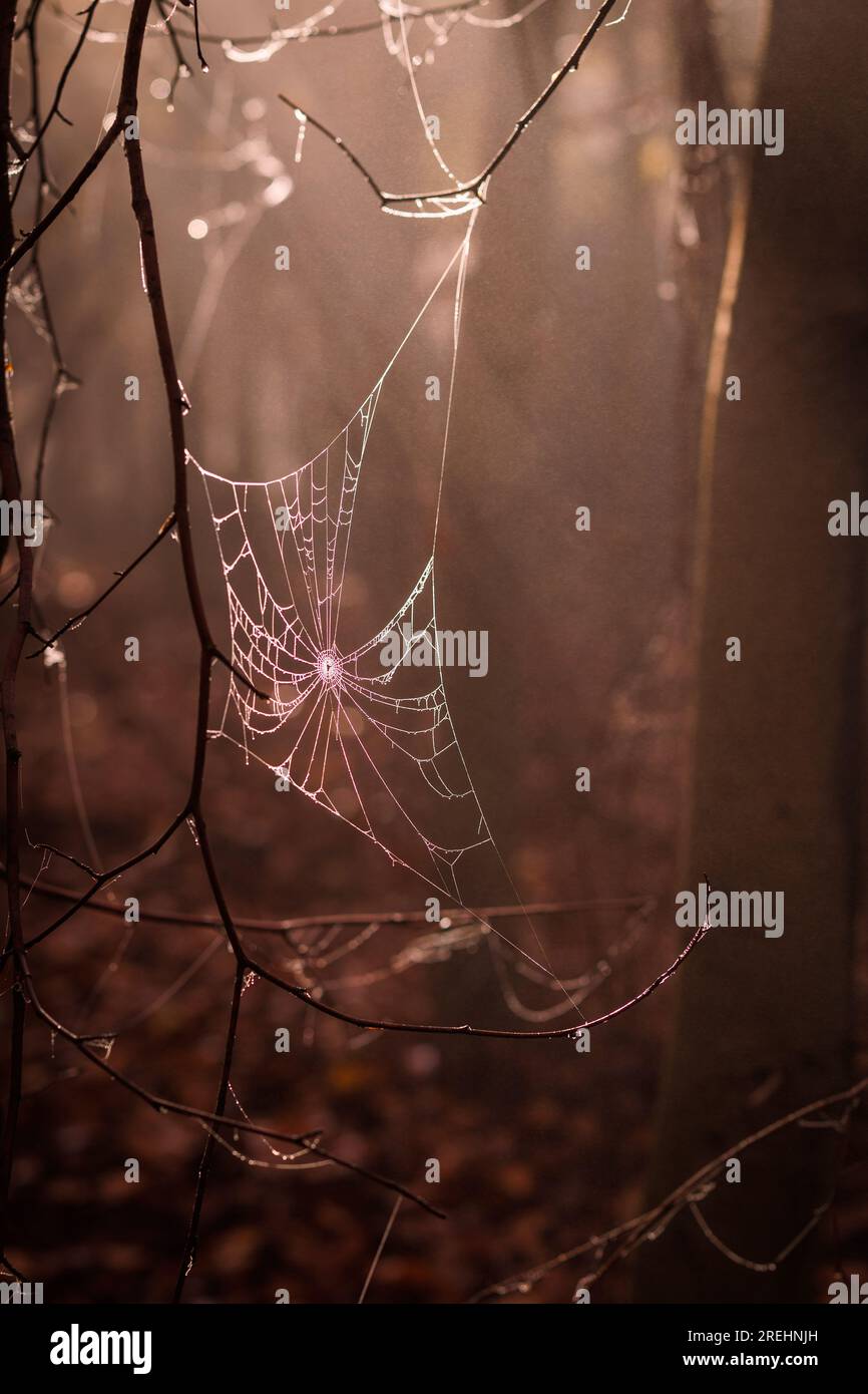 Spider web with raindrops in mystery dark forest. Sunbeam shine in fog Stock Photo