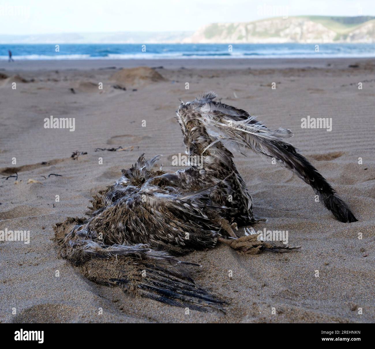 Dead seabirds on the beach at Bigbury-on-Sea Devon UK Stock Photo