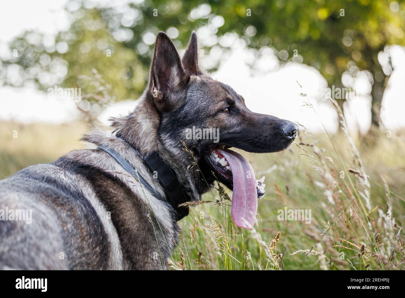 German shepherd outdoors. Portrait of gray dog with tick collar in
