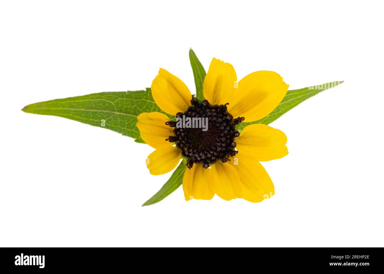 flower coneflower isolated on white background Stock Photo - Alamy