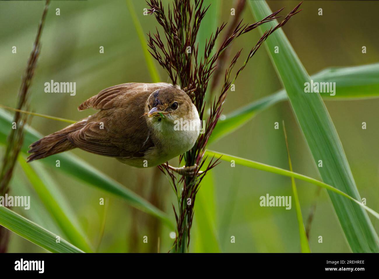 Reed Warbler (Acrocephalus scirpaceus) with insect in it's beak Stock ...