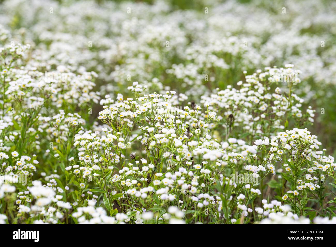 summer background of small white chamomile flowers in the meadow Stock ...