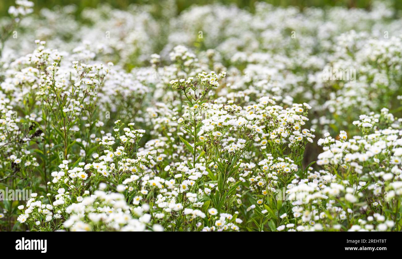 summer background of small white chamomile flowers in the meadow Stock ...