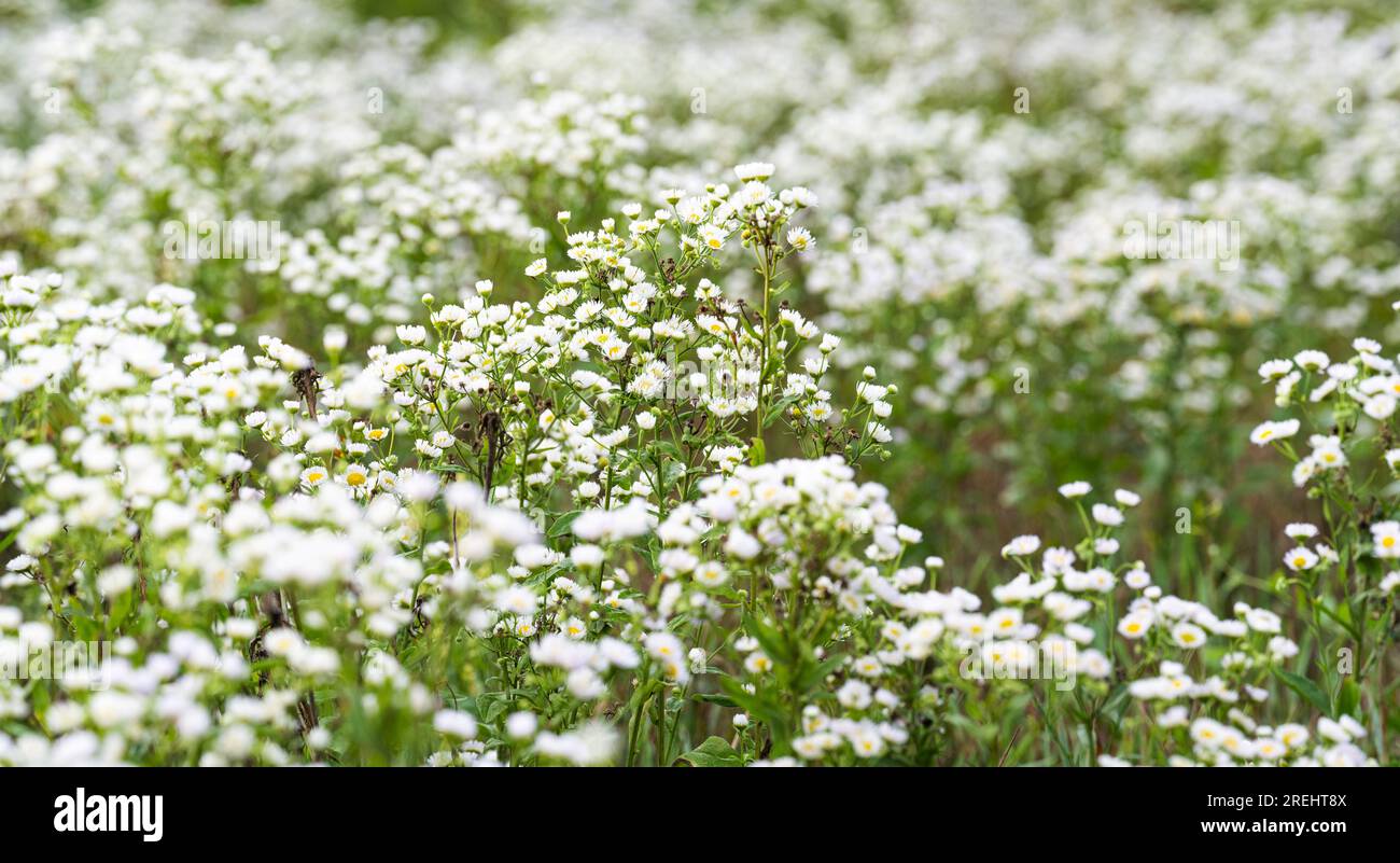 summer background of small white chamomile flowers in the meadow Stock ...