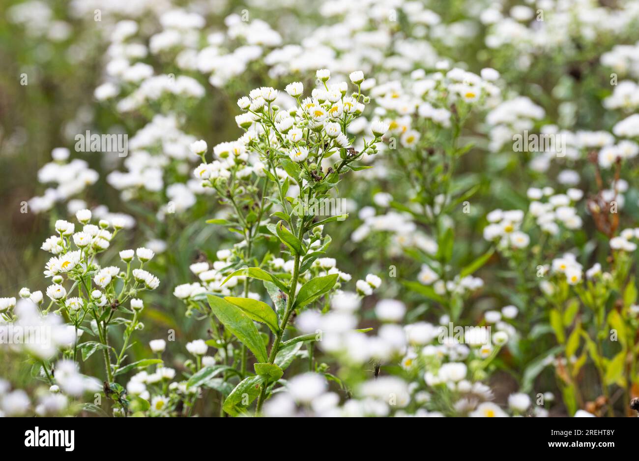 summer background of small white chamomile flowers in the meadow Stock ...