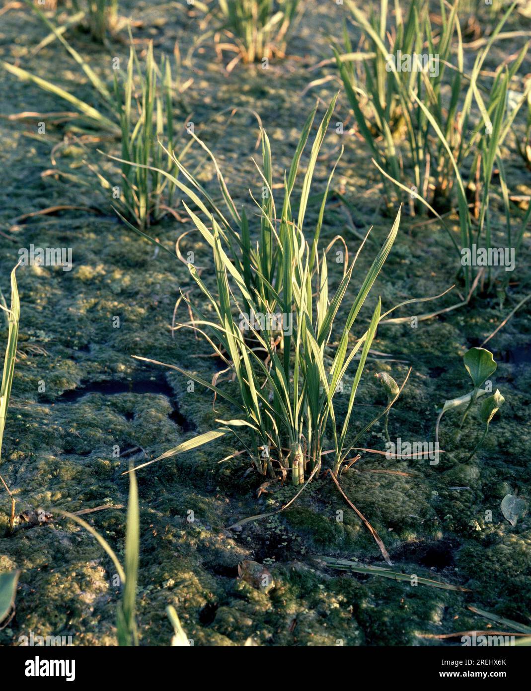 Cultivo de arroz hi-res stock photography and images - Alamy