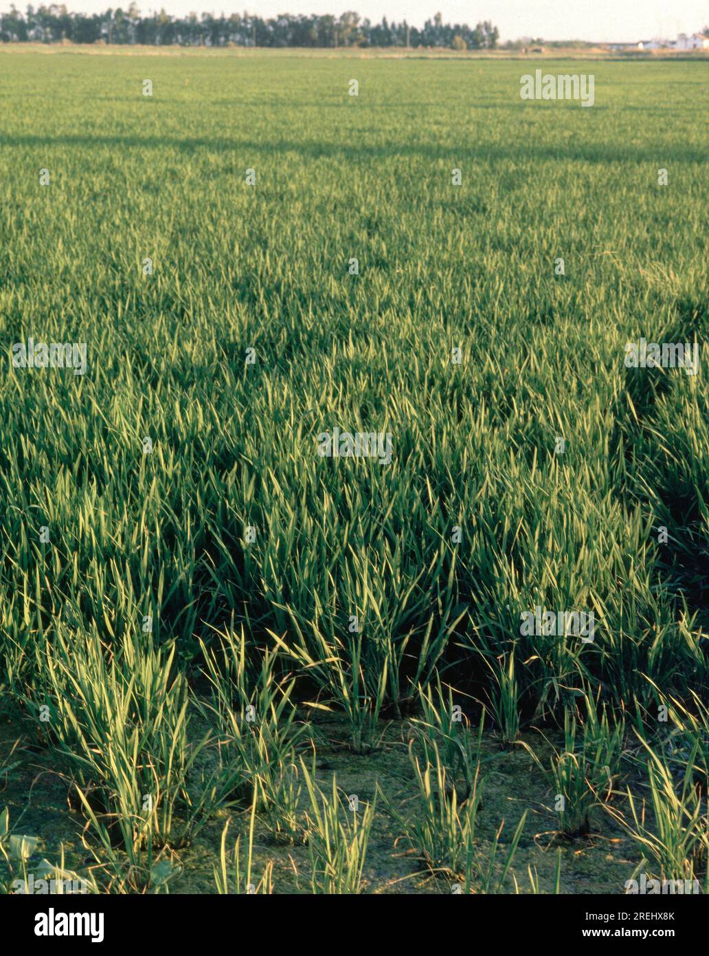 Cultivo de arroz hi-res stock photography and images - Alamy
