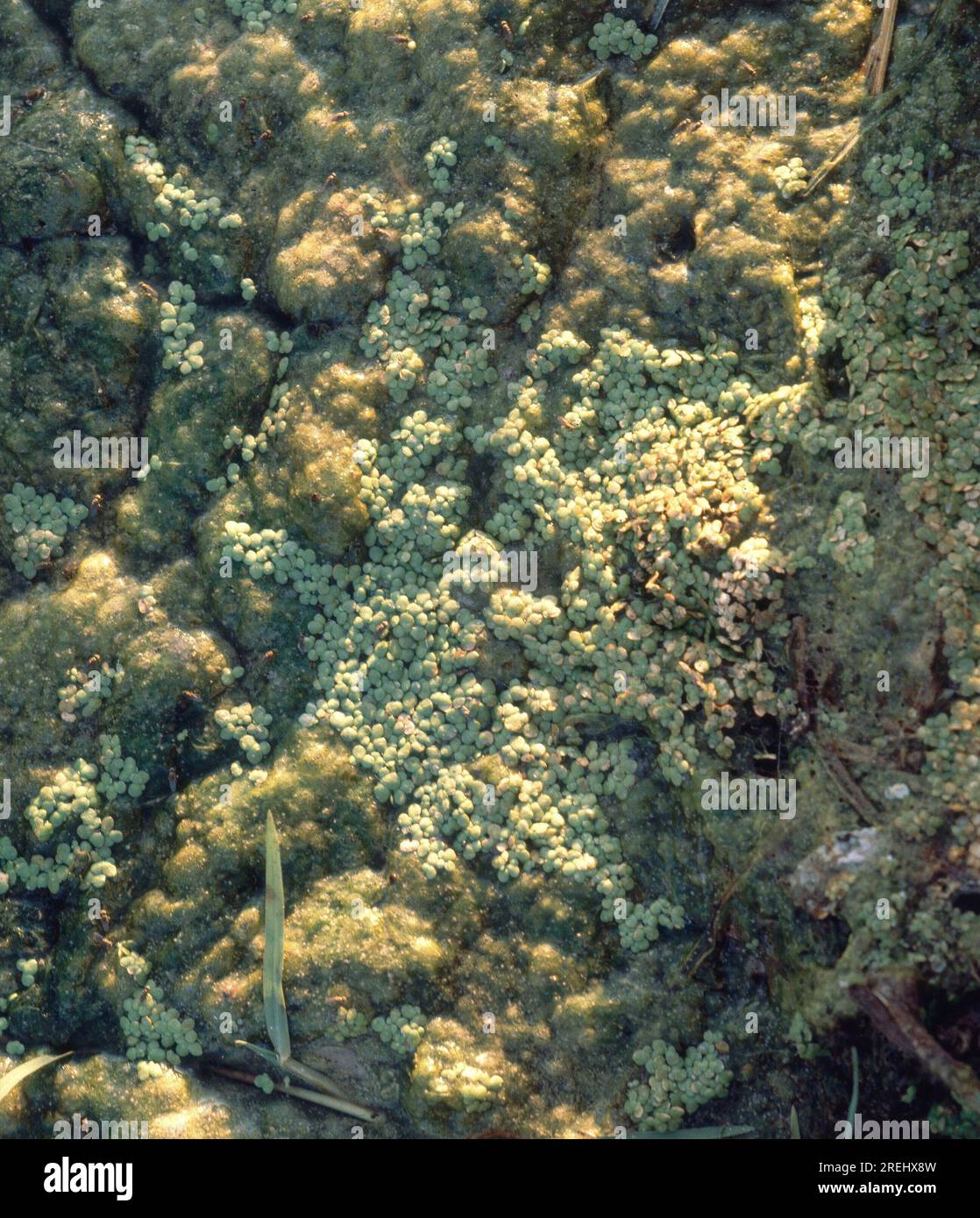 Arroz de cultivo hi-res stock photography and images - Alamy