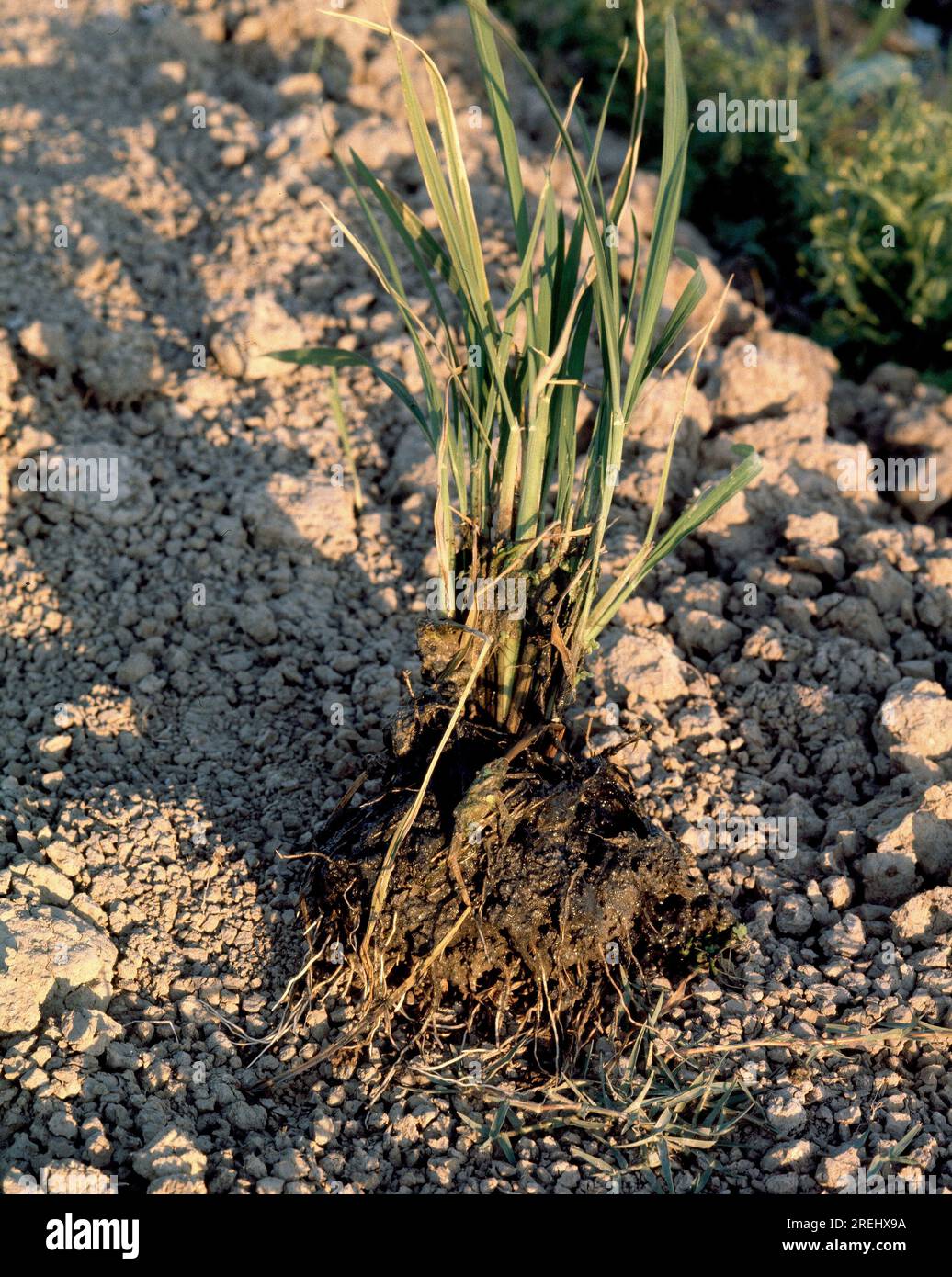 Planta de arroz hi-res stock photography and images - Alamy