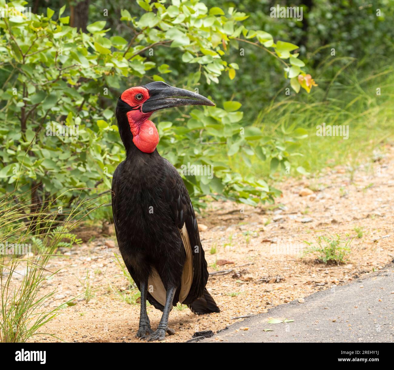 A single Southern Ground-Hornbill walking next to a road in the Kruger National park, South Africa Stock Photo