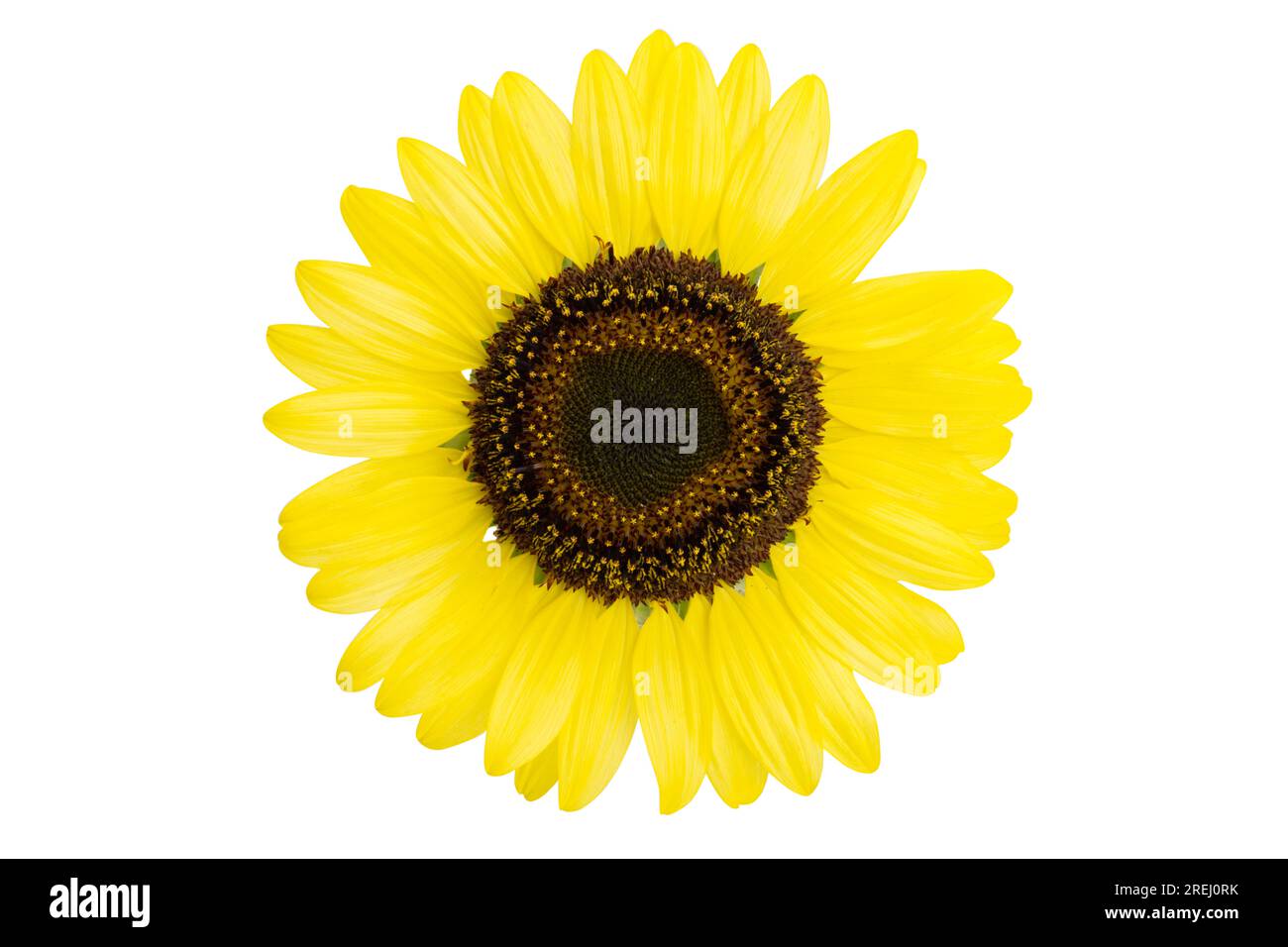 beautiful sunflower flower isolated on white background Stock Photo - Alamy