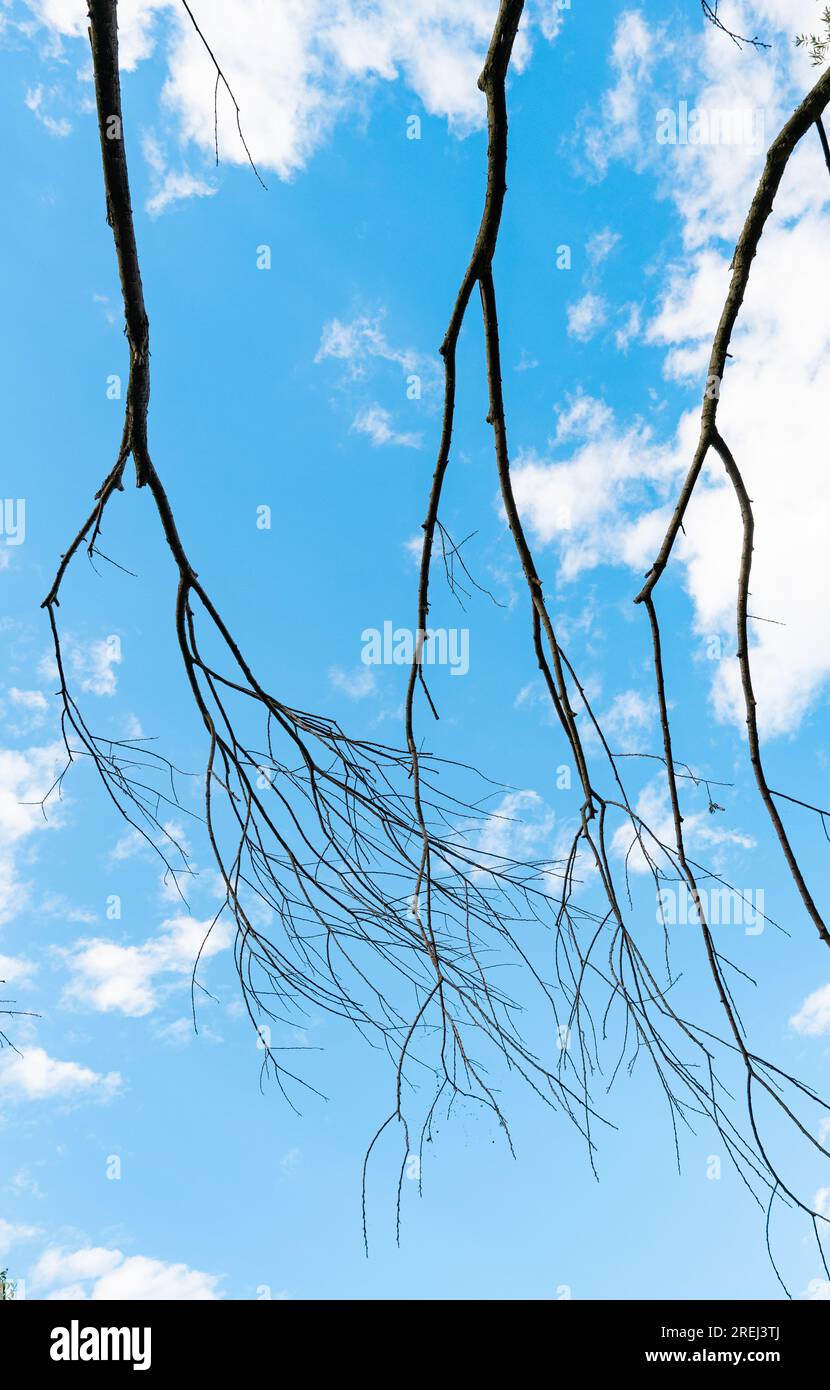 dry tree branches against the blue sky Stock Photo