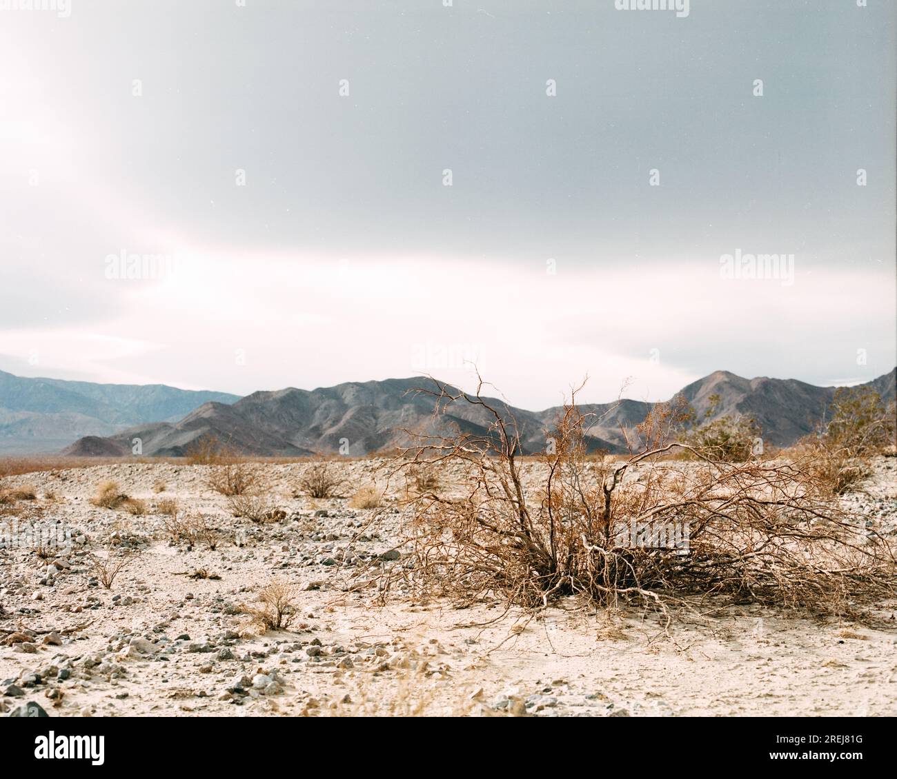 Barren Desert With Tumbleweed