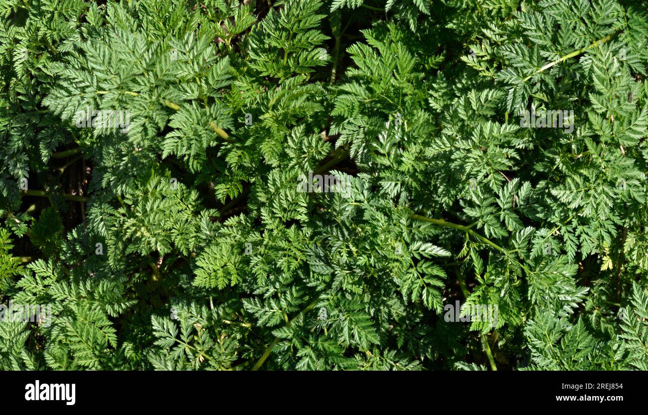 Poison Hemlock (Conium maculatum) close up.  Deadly Poison Hemlock leaves in early spring before bloom.  Poisonous plant used to execute Socrates. Stock Photo