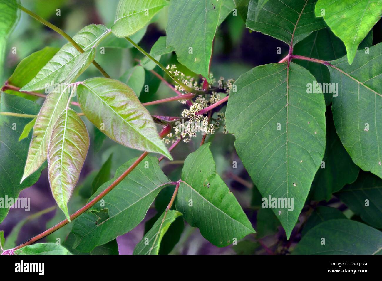 Poison Ivy (Toxicodendron radicans) in full bloom. A common toxic plant that causes skin rash can be identified by three leaf leaflets. Stock Photo
