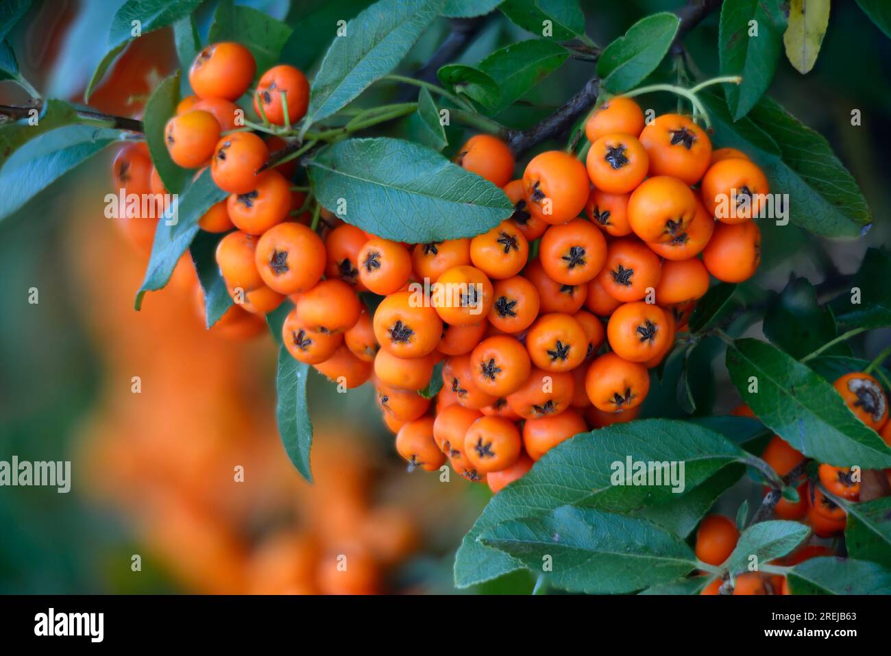 Firethorn (Pyracantha coccinea) berries in the fall season. Stock Photo