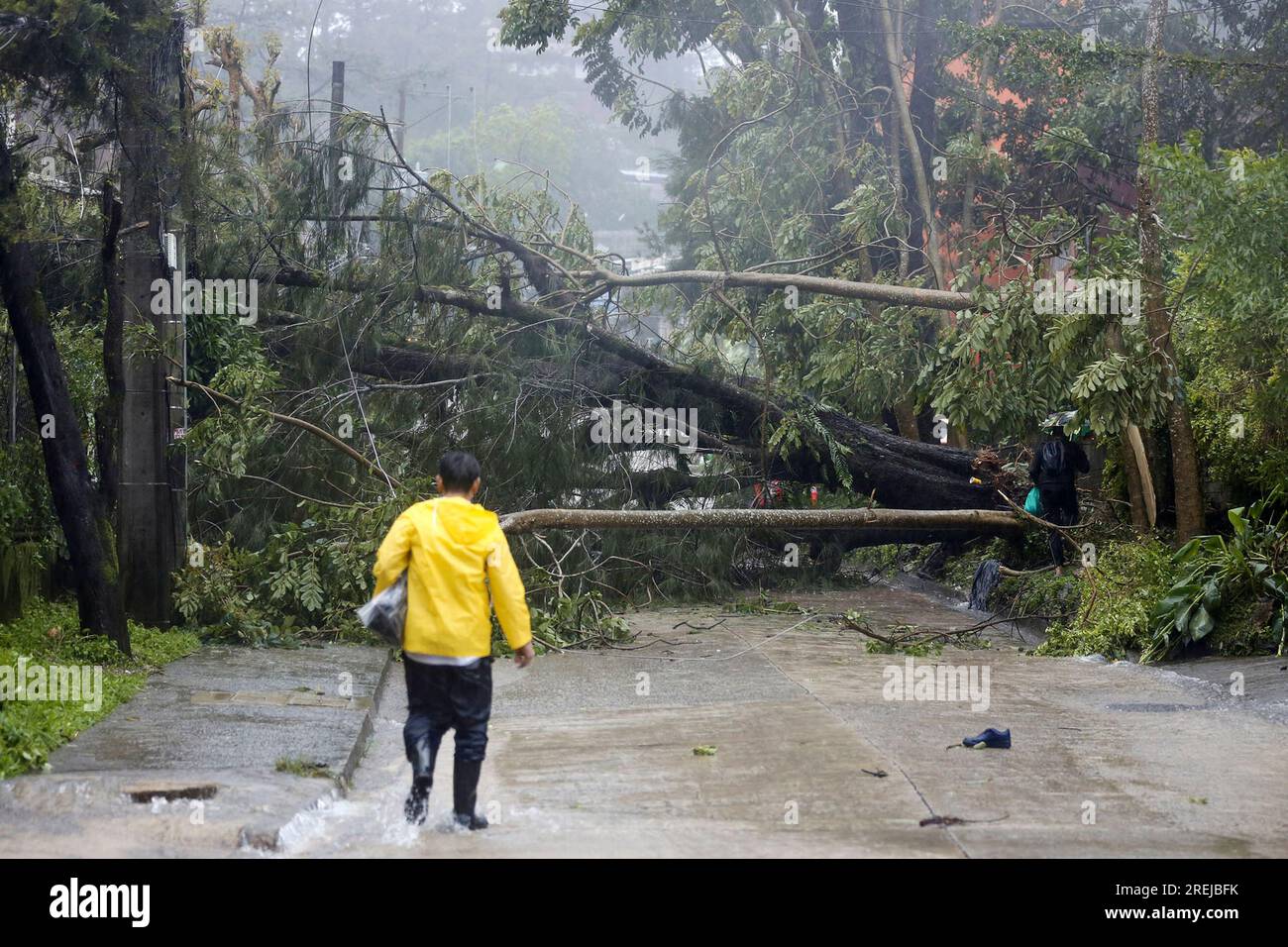 Toppled trees caused by Typhoon Doksuri block a road in Baguio City ...