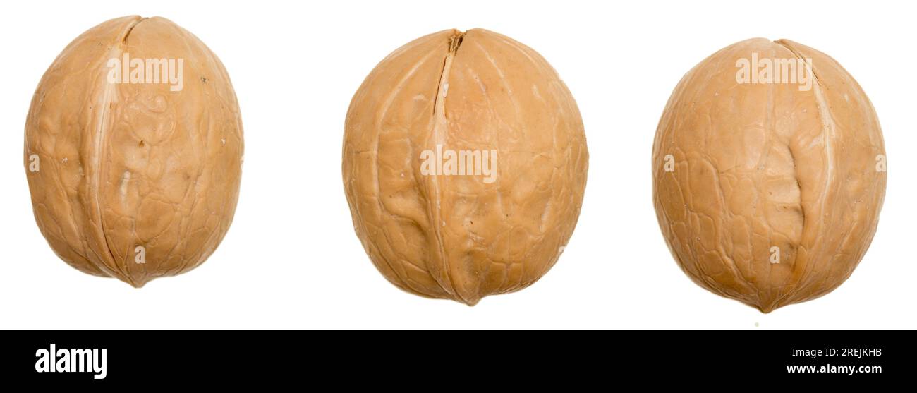 Whole walnut isolated on white background Stock Photo