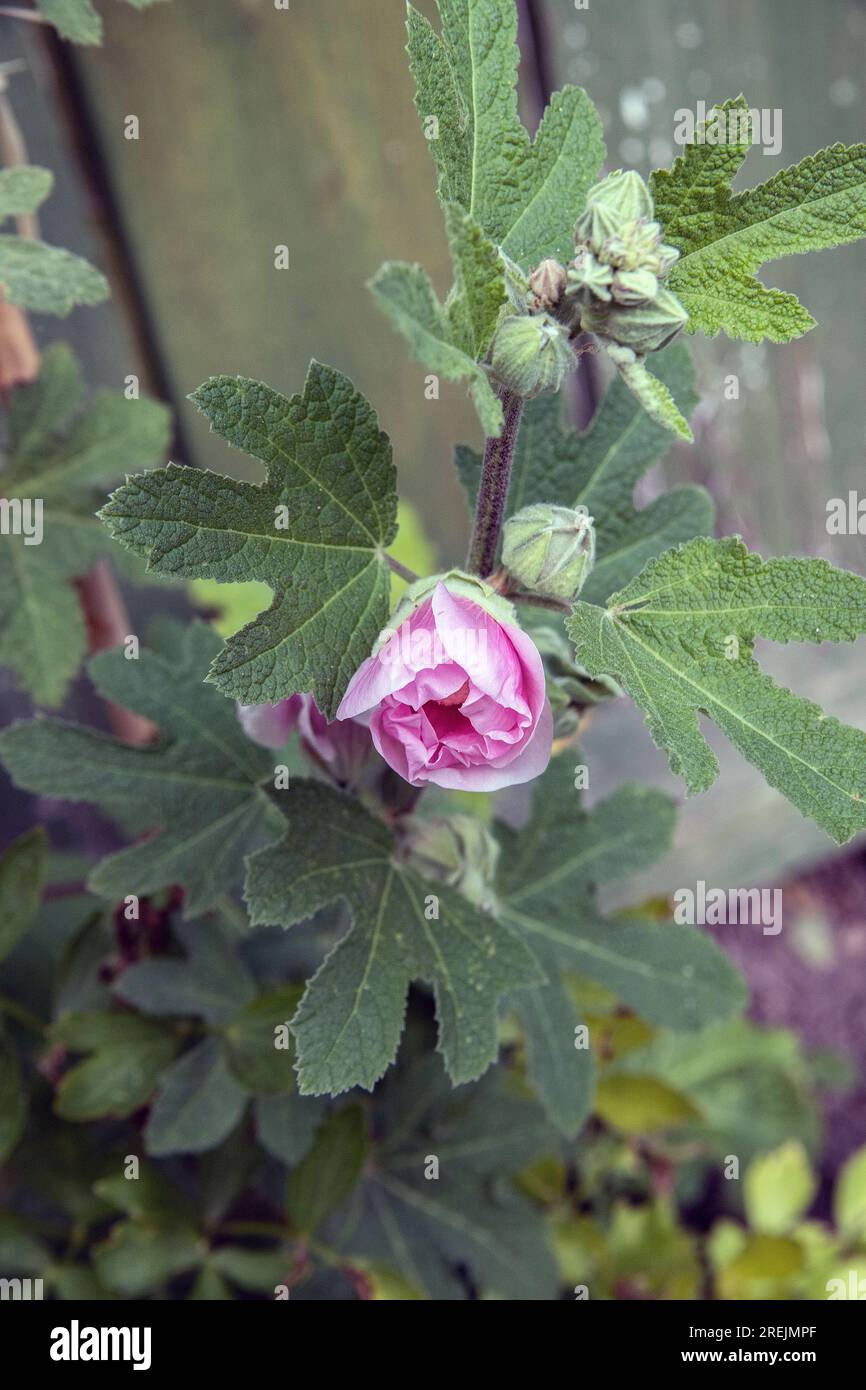HOLLYHOCK BLOOMS AND BUDS Stock Photo Alamy