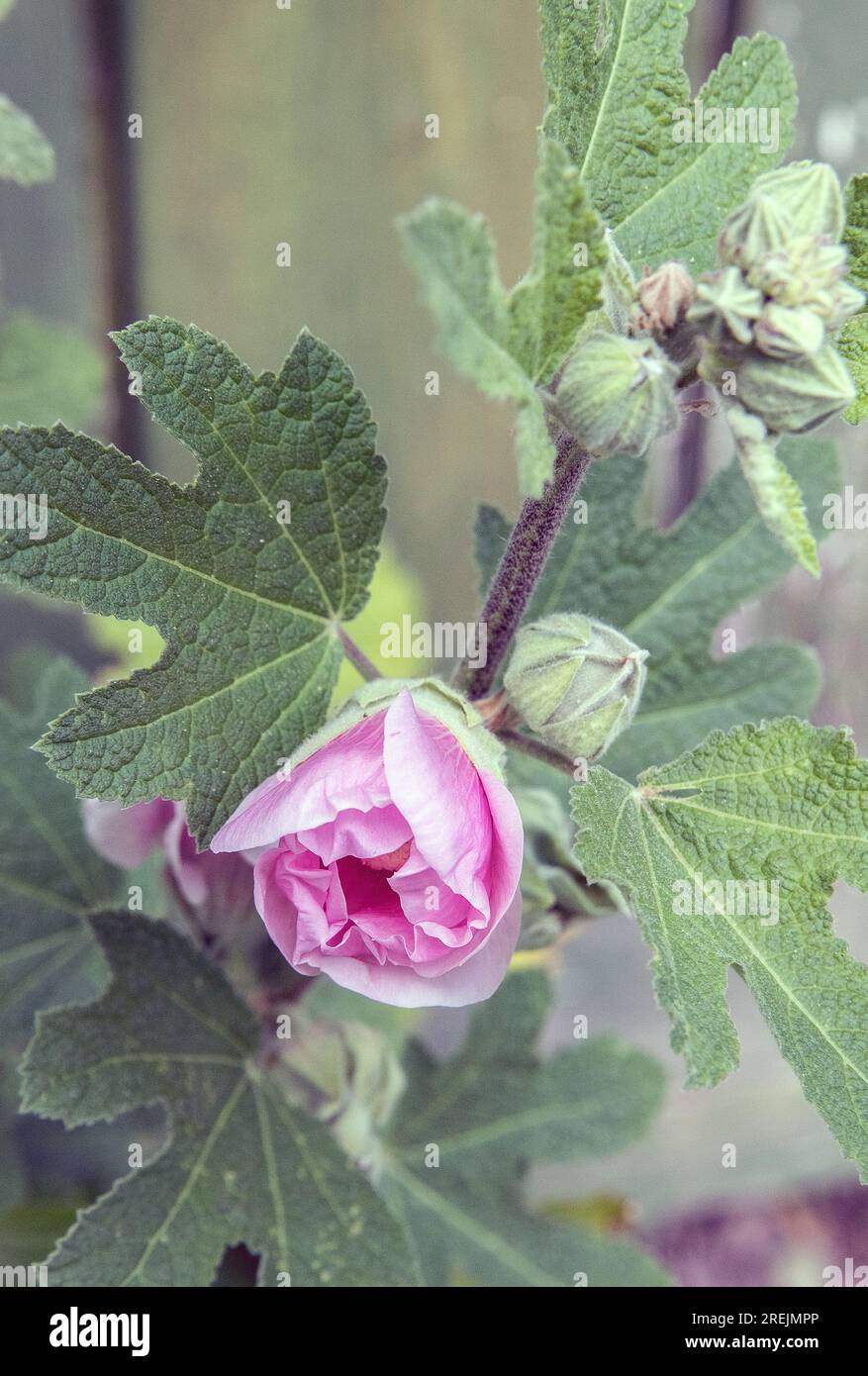 HOLLYHOCK BLOOMS AND BUDS Stock Photo Alamy