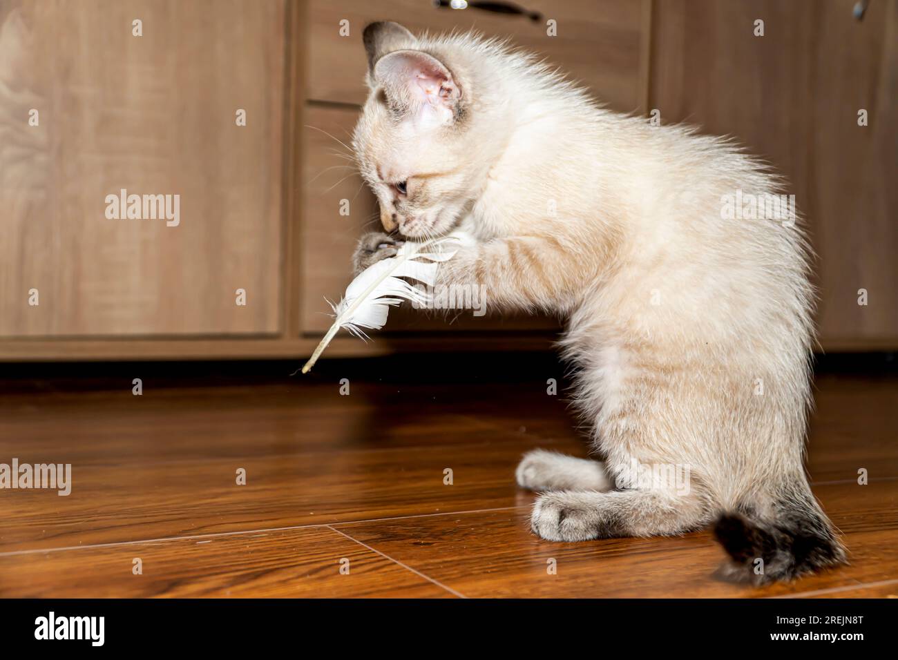 kitten poses. gray and white cat close-up . Selective Focus. Stock Photo