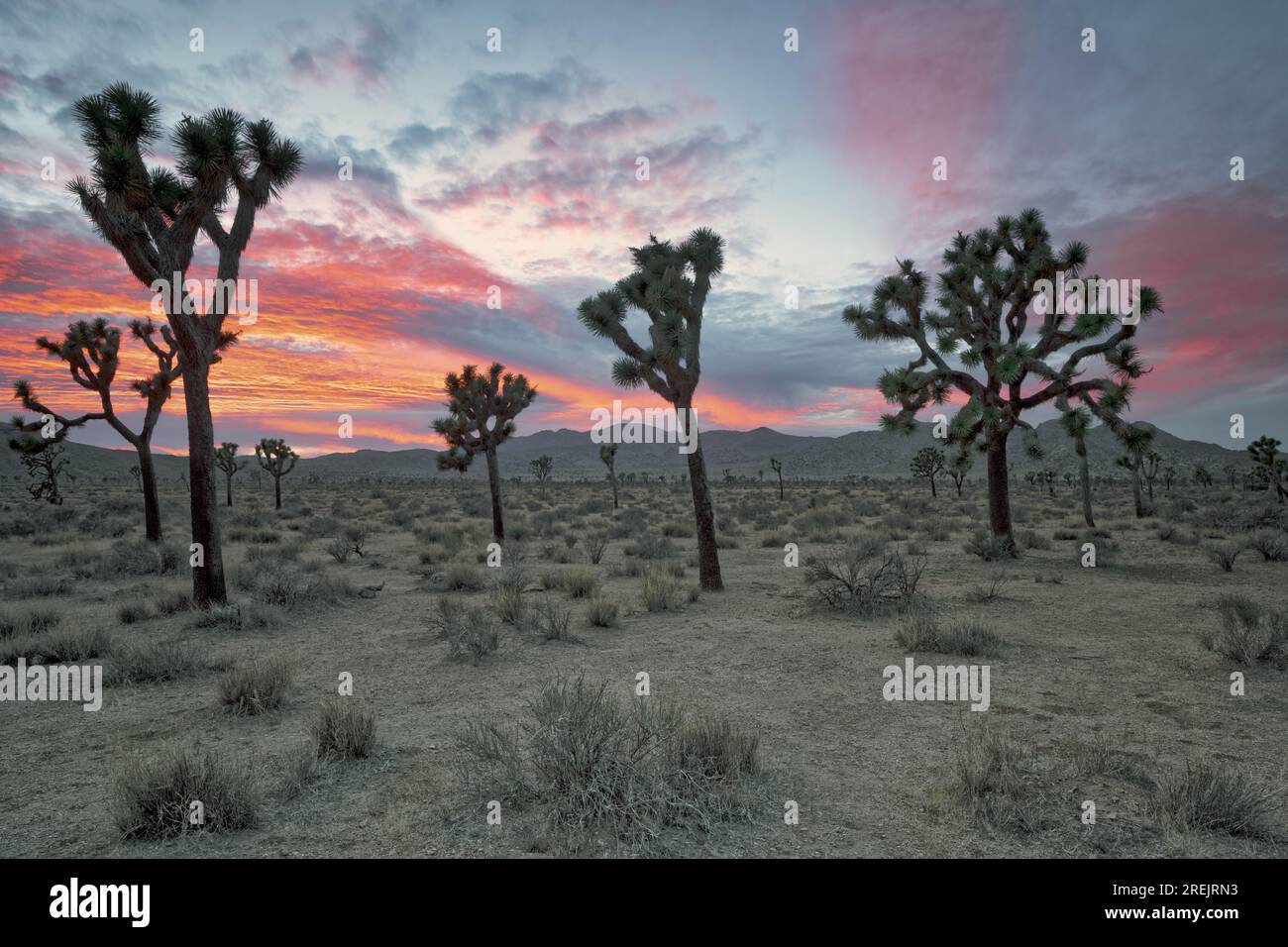 Joshua tree national park hi-res stock photography and images - Alamy