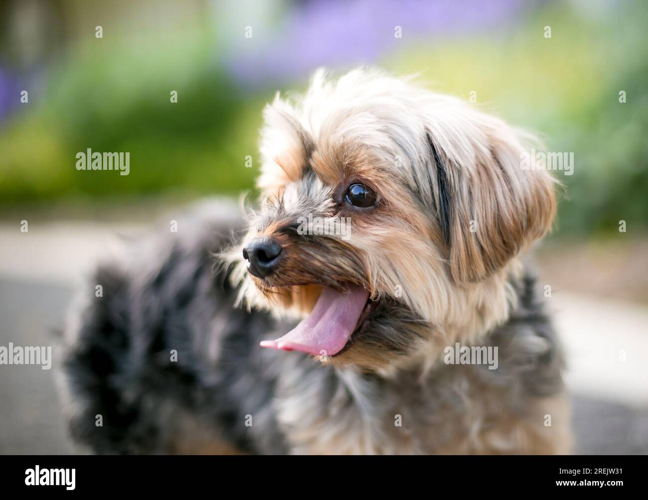 A cute Yorkshire Terrier mixed breed dog panting Stock Photo
