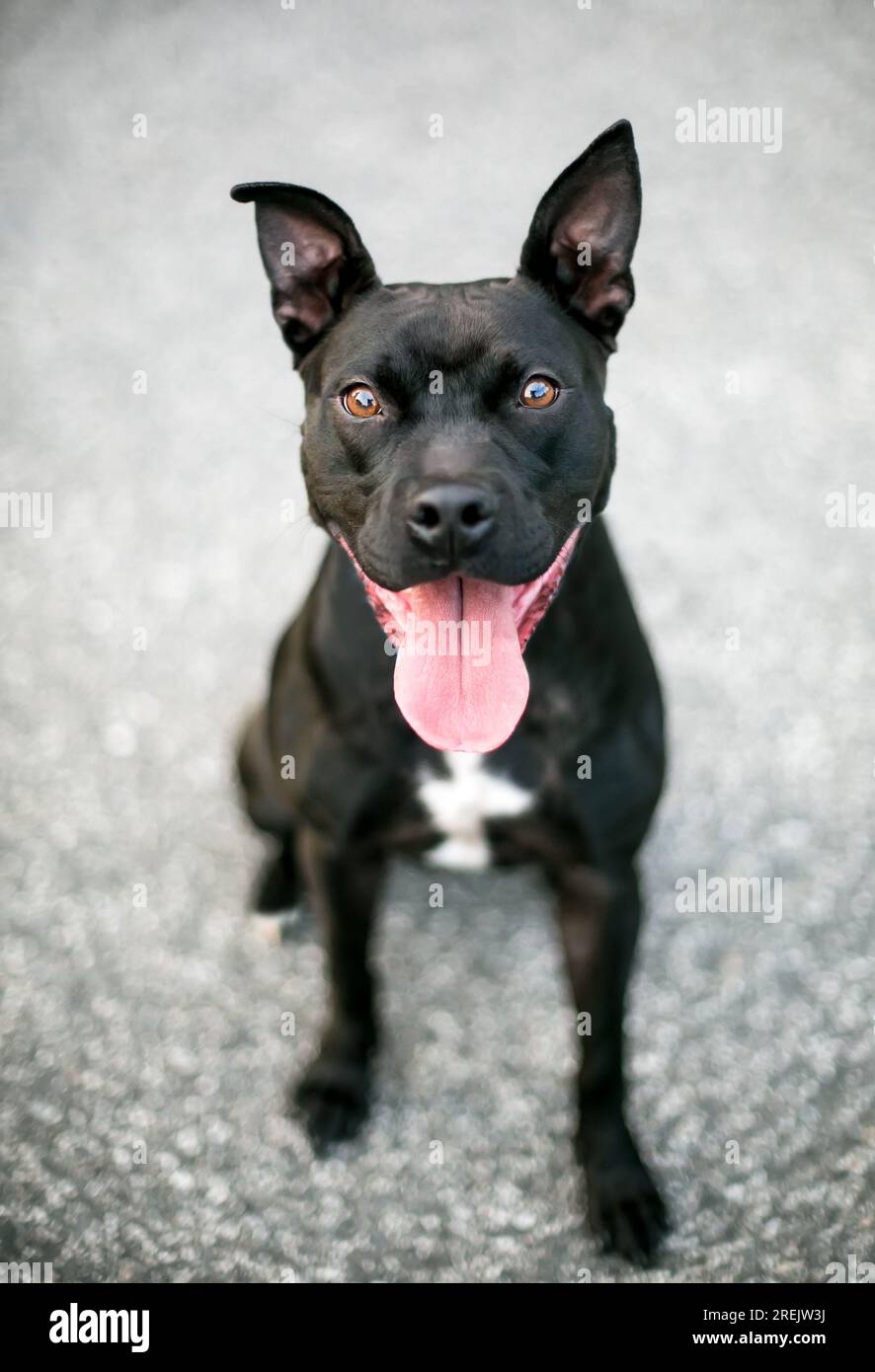 A black and white Pit Bull Terrier mixed breed dog with a long tongue panting Stock Photo