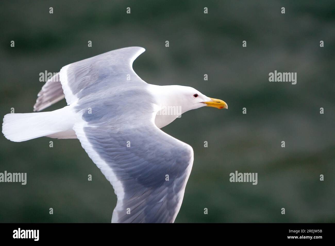 A Glaucous-winged Gull (Larus glaucescens) flying over water in Victoria, British Columbia, Canada Stock Photo