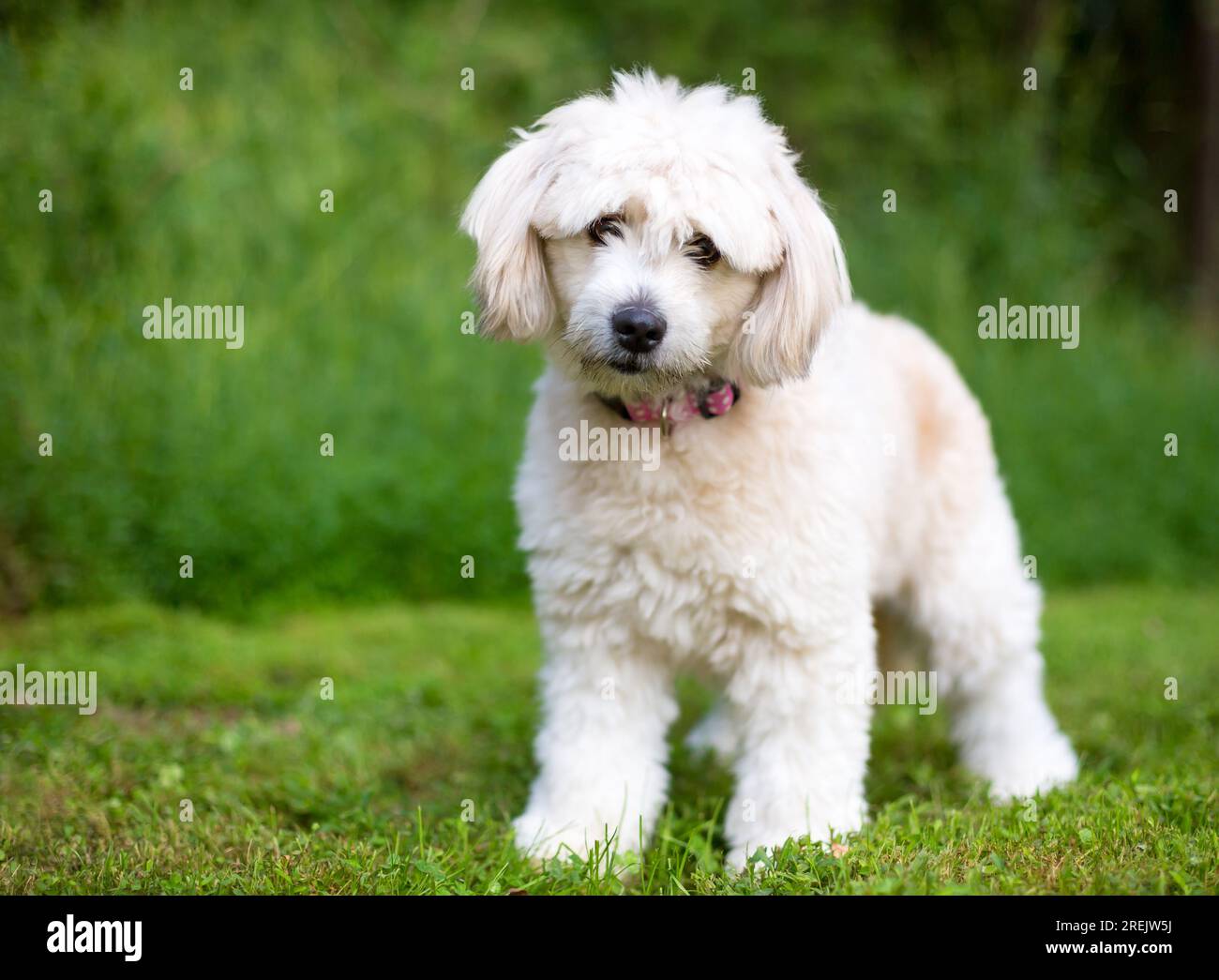A cute Pomeranian x Poodle mixed breed dog looking at the camera with a head tilt Stock Photo