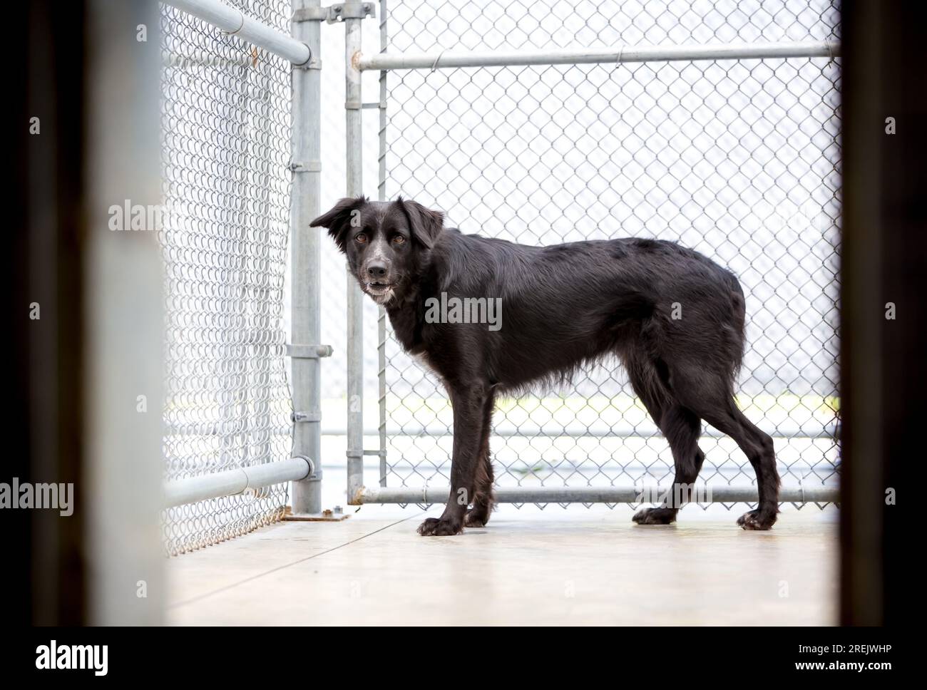 A nervous Border Collie mixed breed dog in an animal shelter kennel Stock Photo