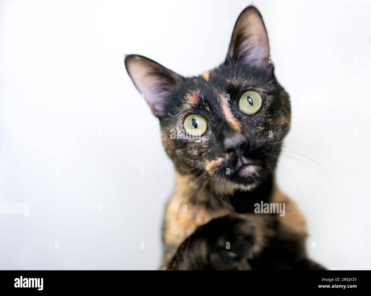 A wide eyed Tortoiseshell shorthair cat looking at the camera with a head tilt Stock Photo