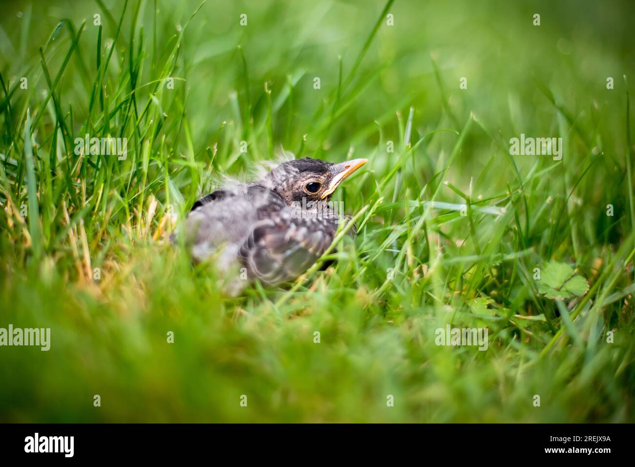 A young American Robin (Turdus migratorius) fledgling in the grass Stock Photo