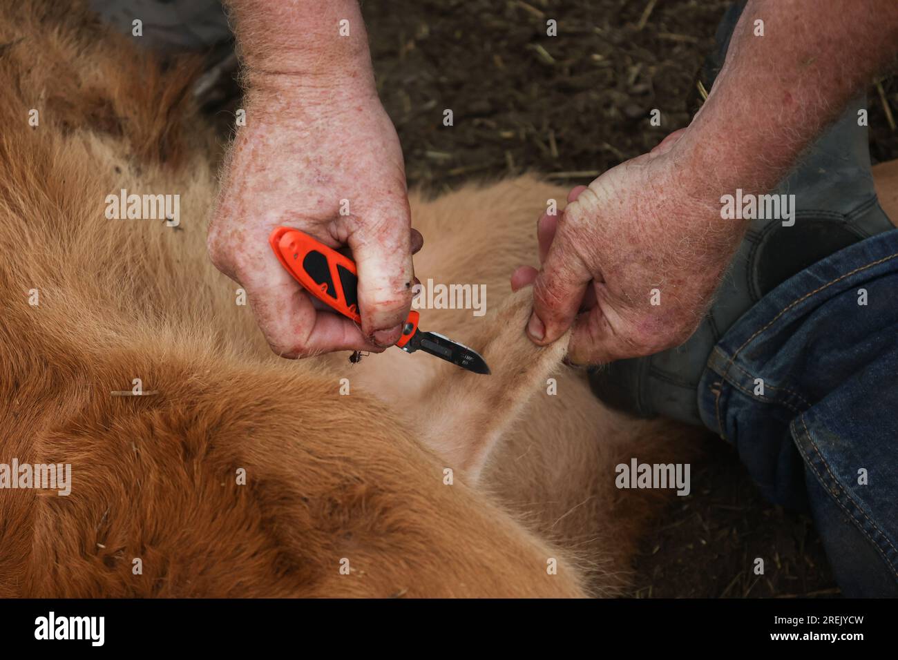 Cattle castration knife close up Stock Photo