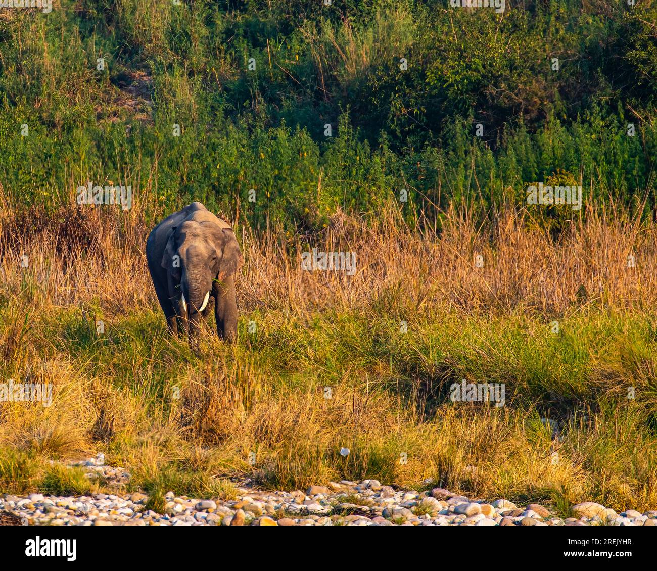 Grass land elephant hi-res stock photography and images - Alamy