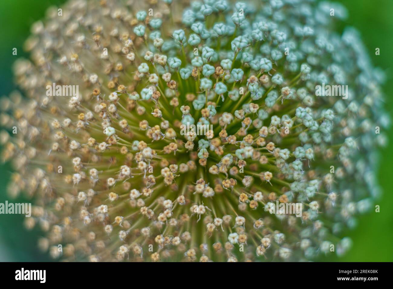 Giant garlic seed heads close up Stock Photo Alamy