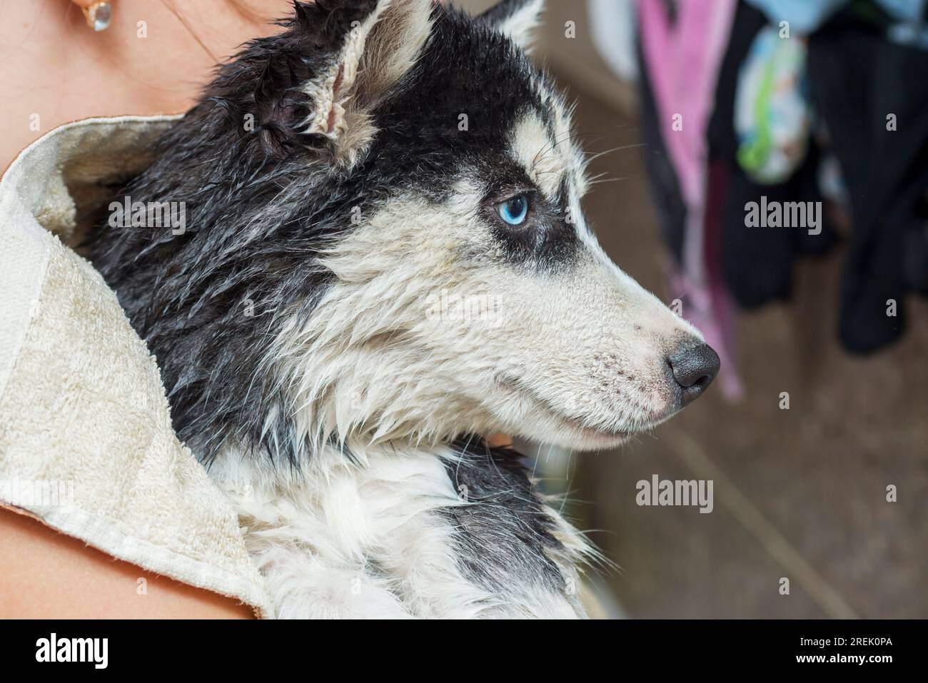 Wet husky dog after taking a bath. Pet care concept Stock Photo Alamy