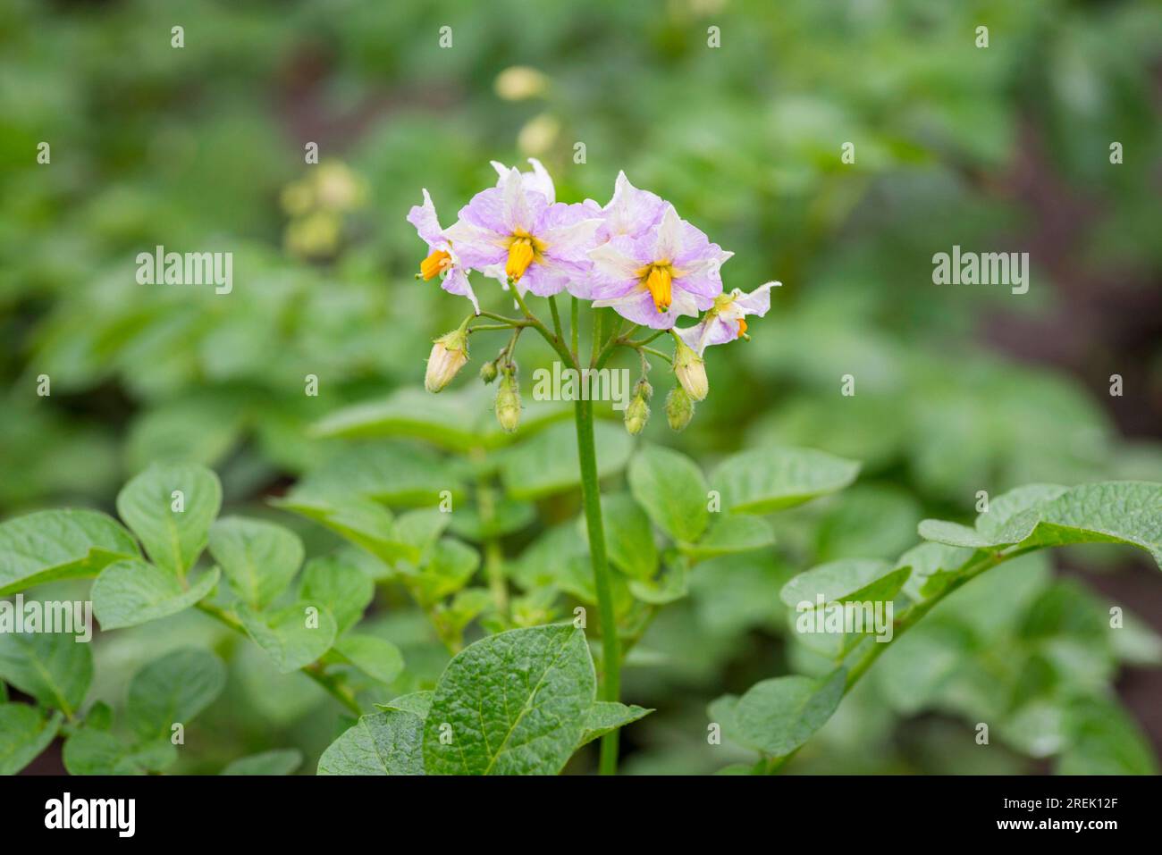 Flowered potato in summer. Potatoes plants with flowers growing on