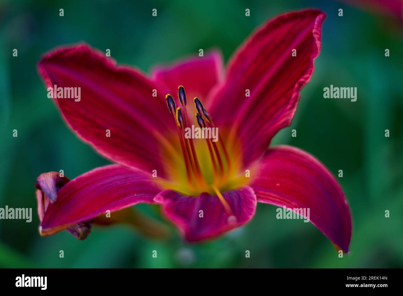 Lush,colorful vivid purple red lily flower close up Stock Photo