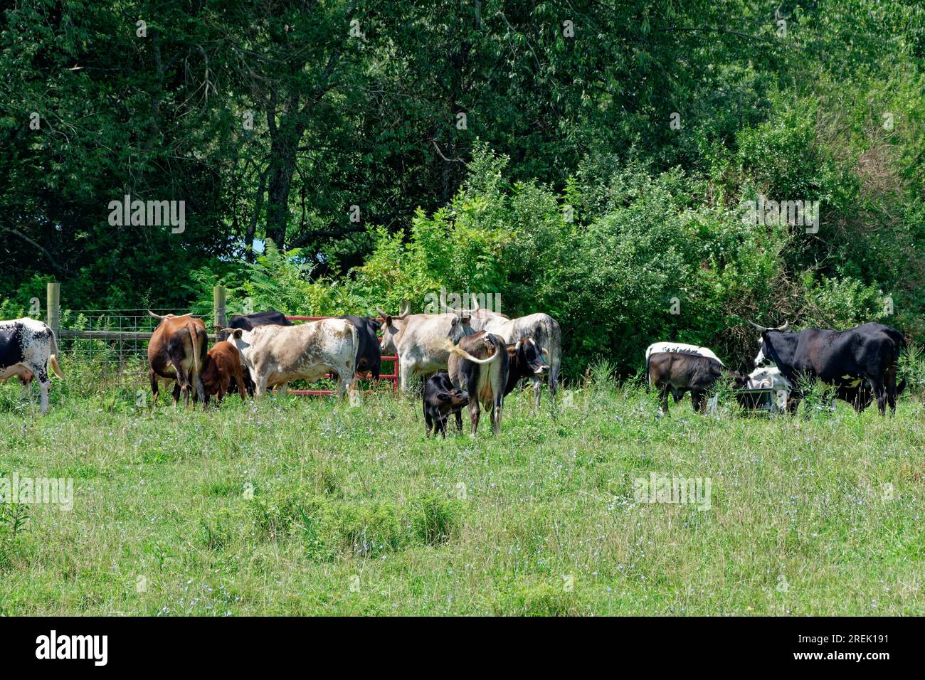 A cow feeding her calf and others eating at a trough and some of the bigger cows waiting for the gate to open on a sunny day in summertime Stock Photo