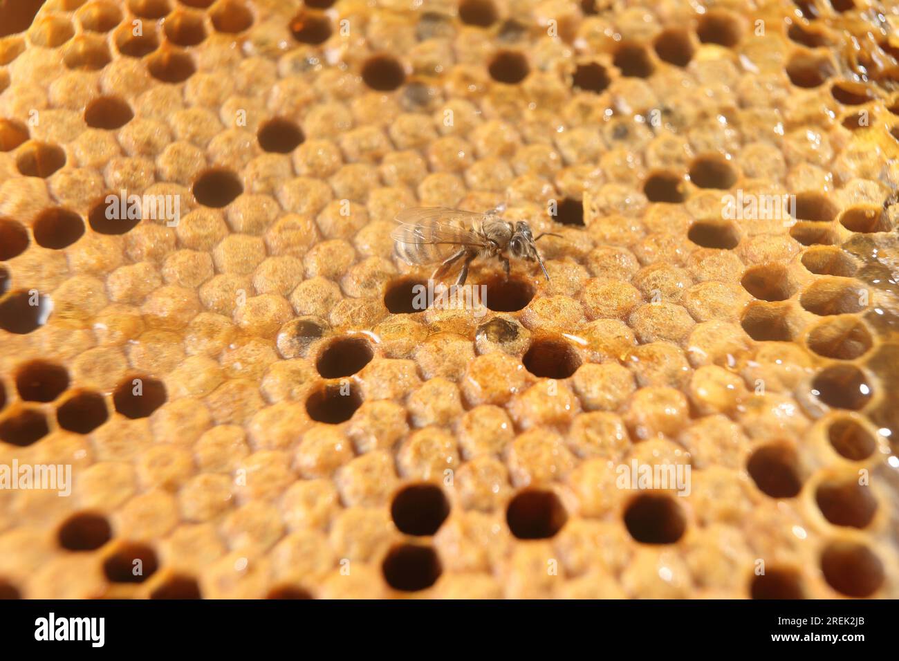 beekeeping - the brood of bees Stock Photo
