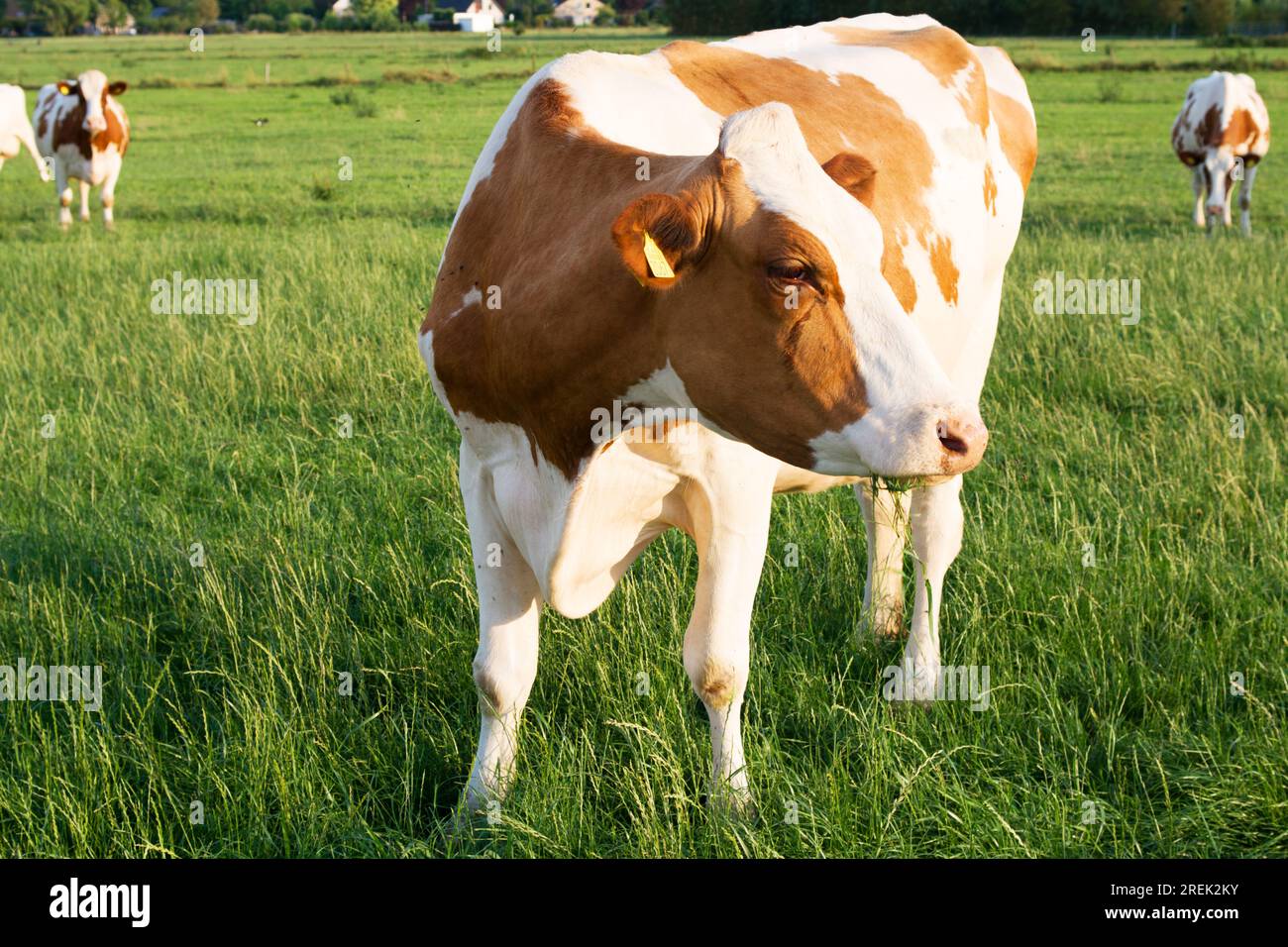 White and brown cow looking around in green pasture Stock Photo - Alamy