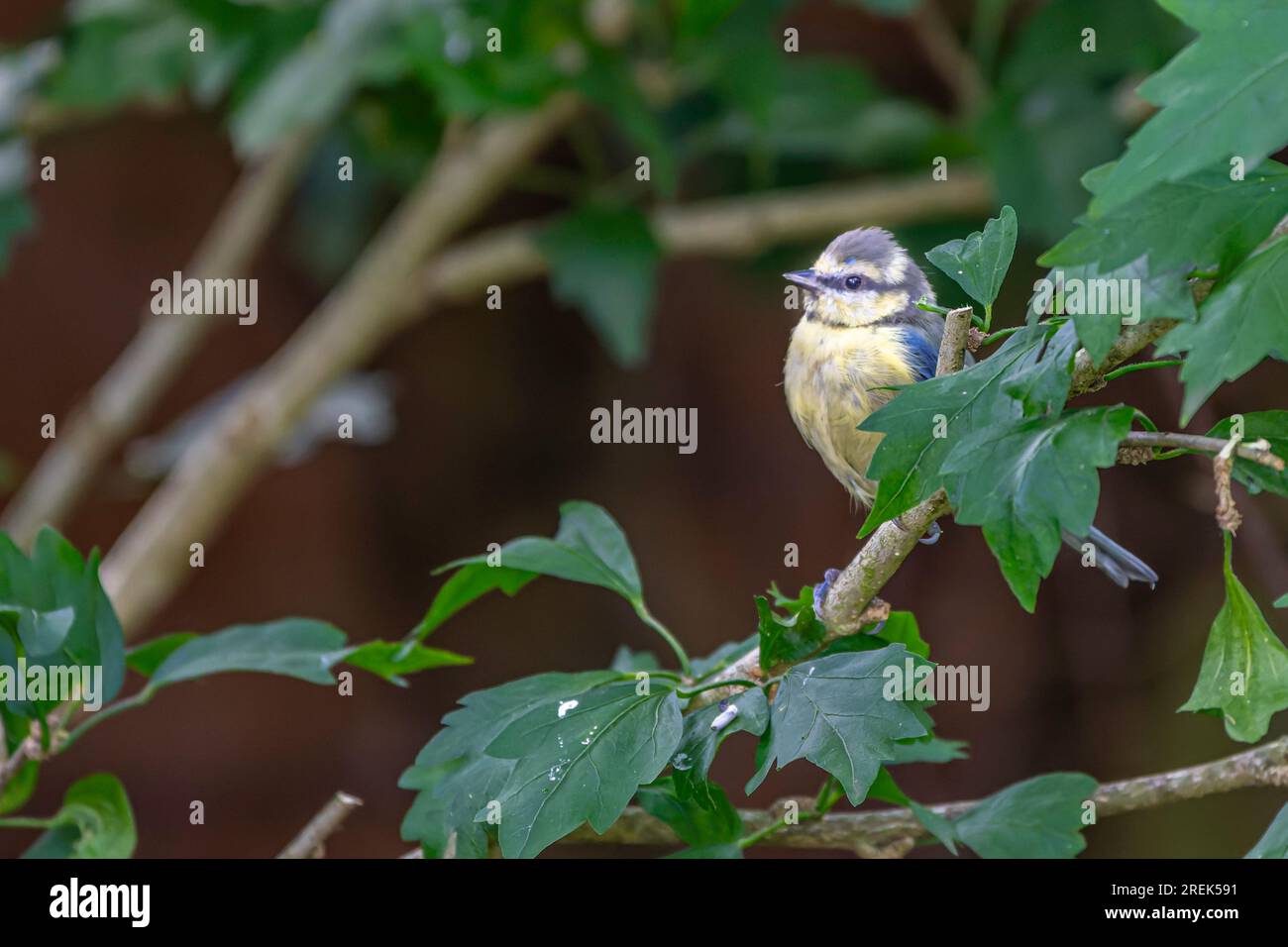 Little blue tit looking for food in a garden Stock Photo