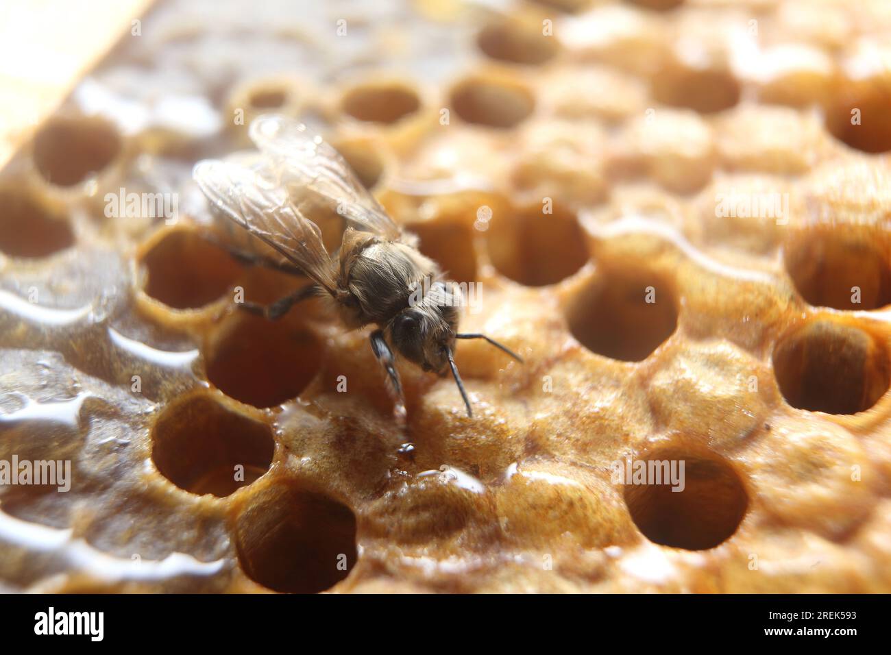 WHAT IS BROOD IN BEES visual data 4