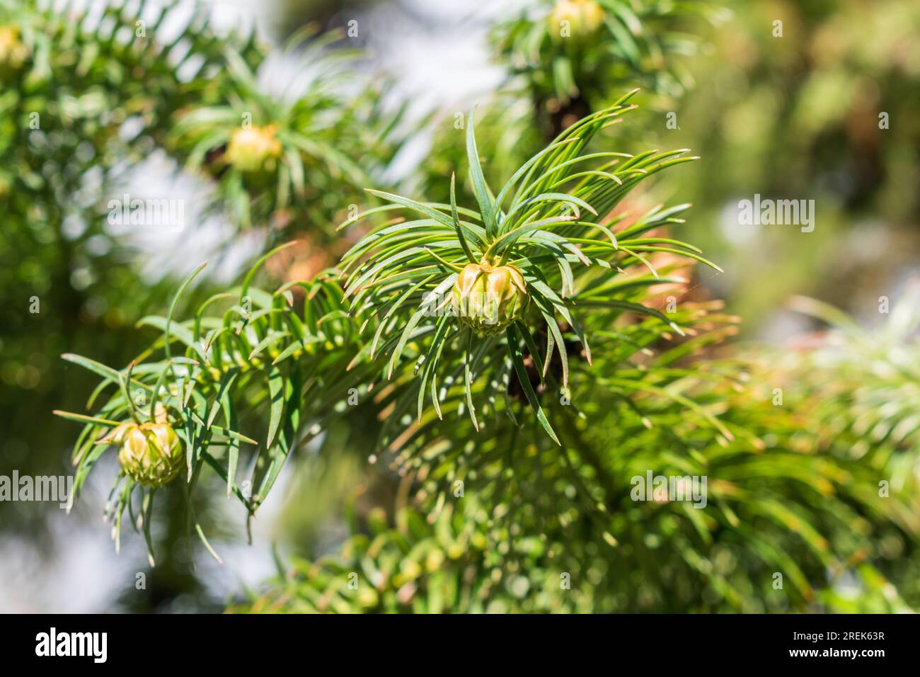 Cunninghamia lanceolata (Chinese fir) green seed cones in Sao Francisco de Paula, South of Brazil Stock Photo