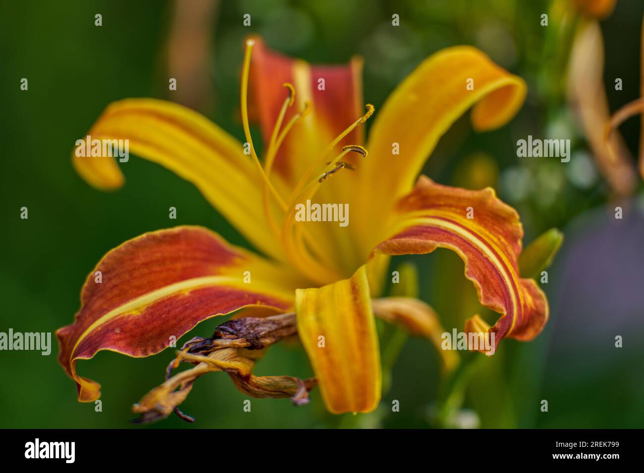 Lush,colorful vivid yellow red  day lily flower close up Stock Photo